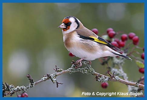 tieglitz Carduelis carduelis auf Weissdornzweig.