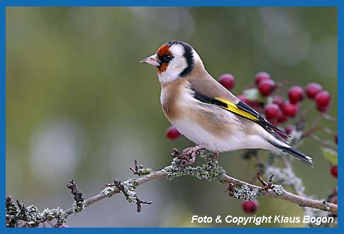 Stieglitz Carduelis carduelis auf Weissdornzweig.