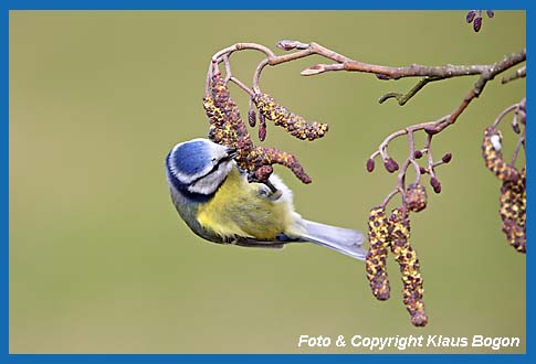 Blaumeise Parus caeruleus bei der Nahrungssuche an Erlenzweig.