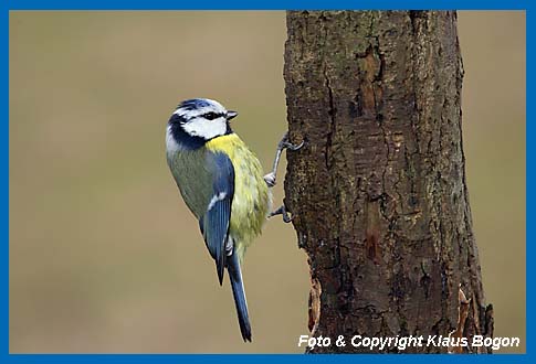 Blaumeise Parus caeruleus