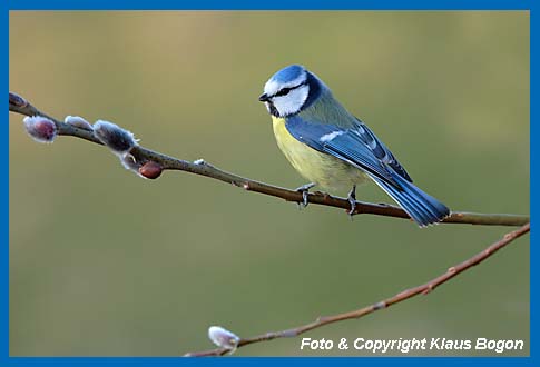 Blaumeise Parus caeruleus auf Weidenzweig.