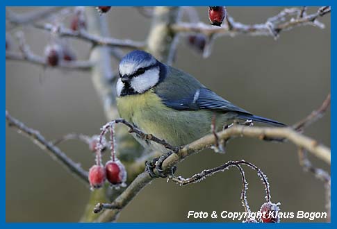 Blaumeise Parus caeruleus im Weidornbusch