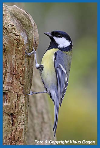 Kohlmeise Parus major