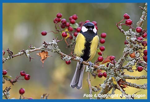 Kohlmeise Parus major