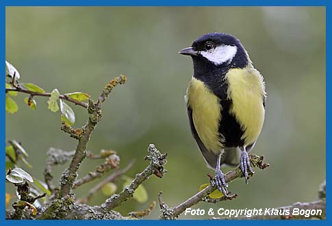 Kohlmeise Parus major