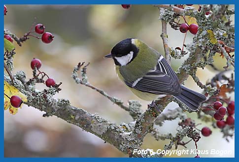 Kohlmeise Parus major