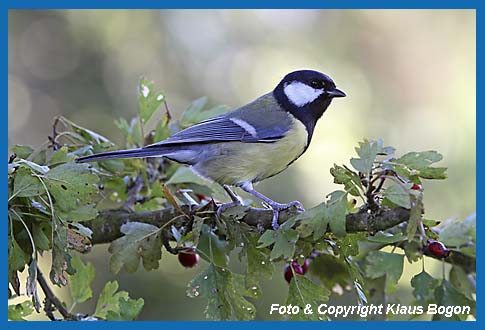 Kohlmeise Parus major