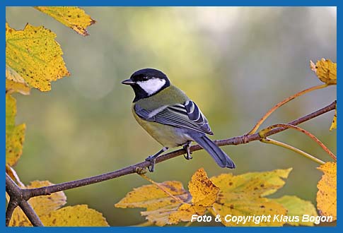 Kohlmeise Parus major