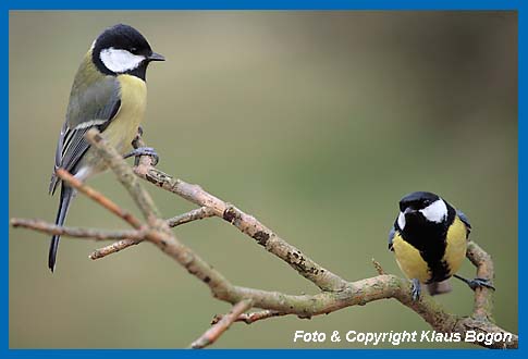 Kohlmeise Parus major