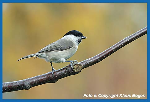 Sumpfmeise Parus palustris