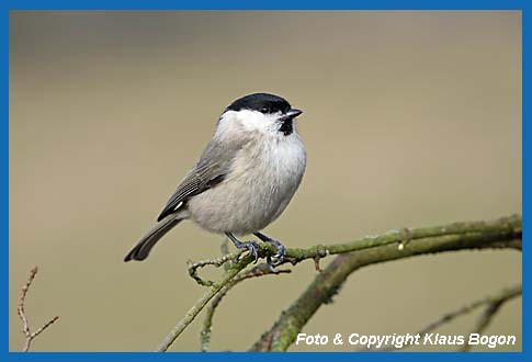 Sumpfmeise Parus palustris