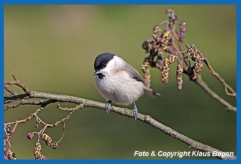 Sumpfmeise Parus palustris