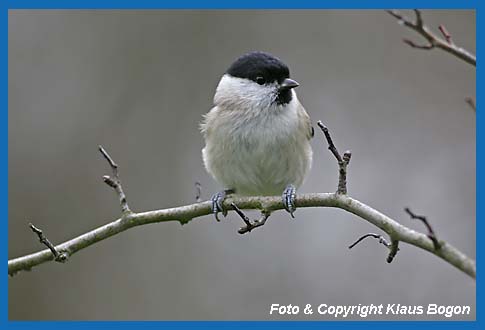 Sumpfmeise Parus palustris