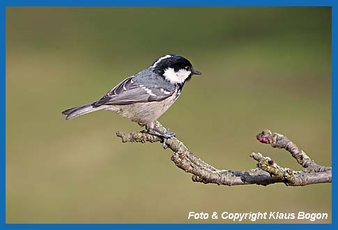 Tannenmeise Parus ater