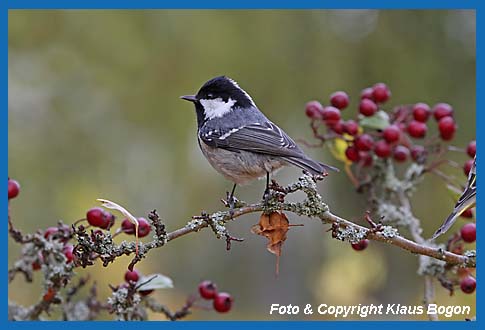 Tannenmeise Parus ater