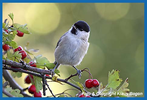 Weidenmeise Parus montanus, auf Weidornzweig.