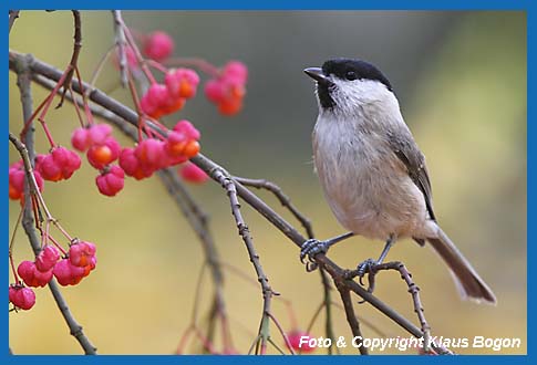 Weidenmeise Parus montanus, auf Pfaffenhtchenbusch.