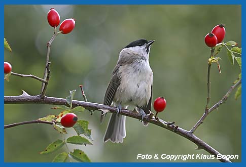 Weidenmeise Parus montanus, auf Feldrosenzweig.