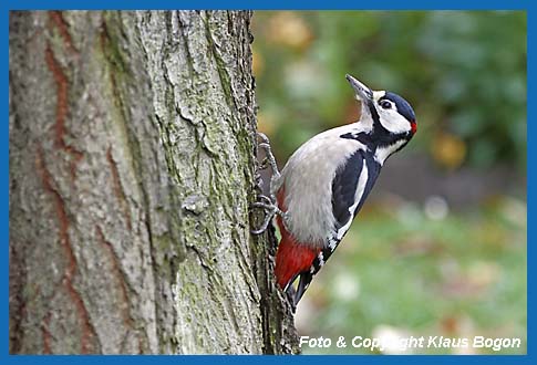 Buntspecht (Mnnchen) Picoides majoran Wildkirche