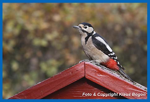 Buntspecht (Weibchen) Picoides major auf dem Futterhaus.