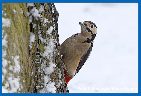 Buntspecht (Weibchen) Picoides major im Winter