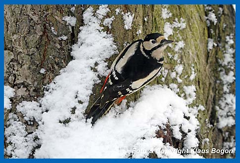 Buntspecht (Weibchen) Picoides major an verschneiter Baumrinde