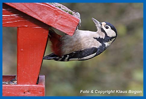 Buntspecht (Weibchen) Picoides major am Futterhausdach hngend.