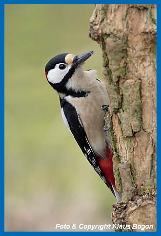 Buntspecht (Mnnchen) Picoides major an Holunderstamm