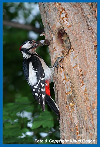 Buntspecht mit zahlreichen  Insekten im Schnabel.