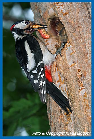 Buntspecht mit der Raupe des Weidenbohrers im Schnabel.