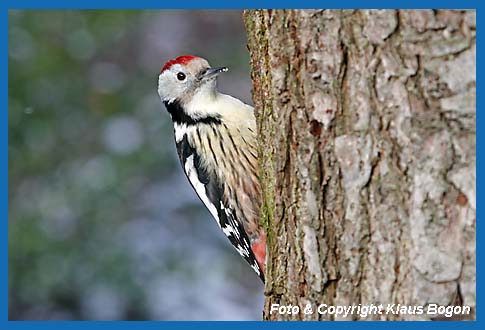 Mittelspecht Picoides medius an Wildkirche