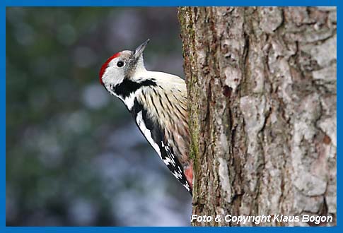 Mittelspecht Picoides medius an Wildkirche