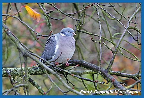 Ringeltaube Columba palumbus 