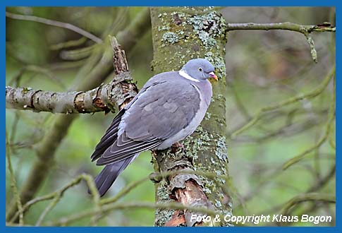 Ringeltaube Columba palumbus