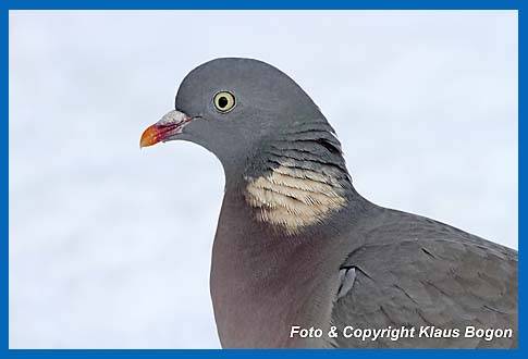 Ringeltaube Columba palumbus, Portt.