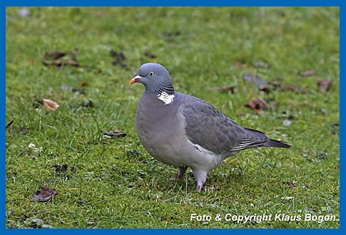 Ringeltaube Columba palumbus