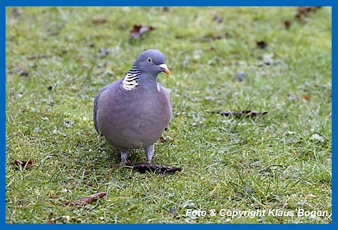 Ringeltaube Columba palumbus