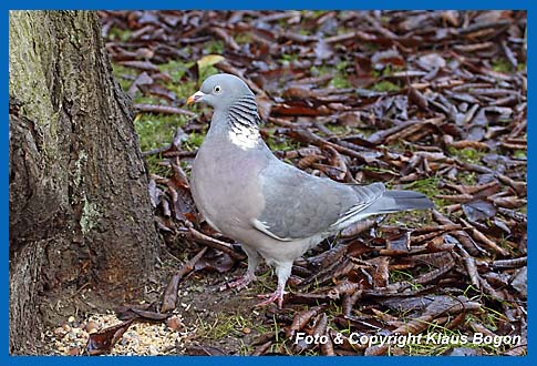 Ringeltaube Columba palumbus an der Bodenftterung.