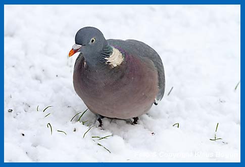 Ringeltaube Columba palumbus im Schnee.