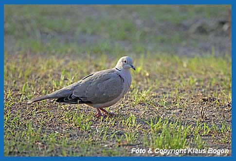 Trkentaube Strebtopelia decaocto im Morgenlicht.