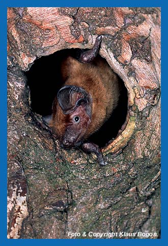 Groer Abendsegler (Nyctalus noctula) verlt Baumhhlenquartier