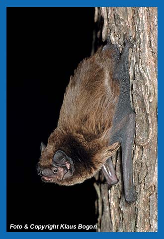 Kleiner Abendsegler (Nyctalus leisleri) ortet am Baumstamm ruhend