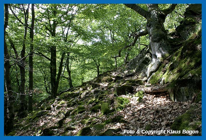 Diese Altbuche wiedersteht den extremen Wuchsbedingungen zwischen Felsen und  Steinblcken.