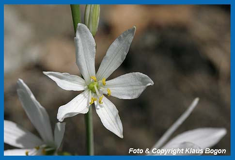 Einzelblte der Astlosen Graslilie (Anthericum liliago).