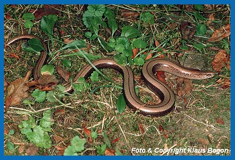 Die Blindschleiche (Anguis fragilis) ist eine hufig vorkommende beinlose Eidechse. Sie hlt sich gerne unter warmen Steinblcken auf.