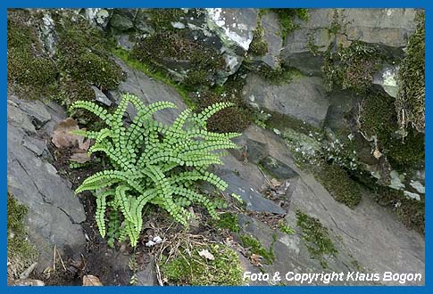 Braunstieliger Streifenfarn (Asplenium trichomanes)