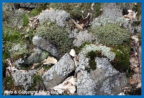 Moos- und Blattlechtengesellschaften berwachsen die einzelnen Steinblcke.