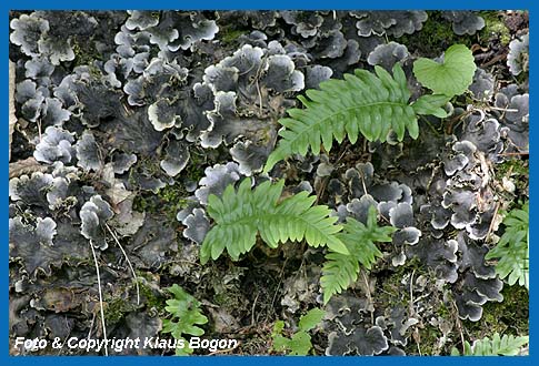 Gemeiner Tpfelfarn od. Engels (Polypodium vulgare)