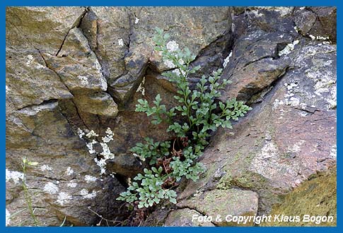 Mauerraute (Asplenium ruta-muaria)