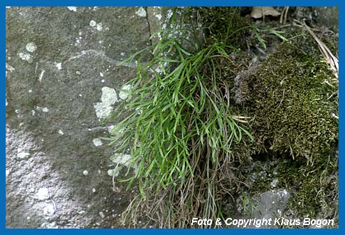 Nordischer Streifenfarn (Asplenium septemtrionale)